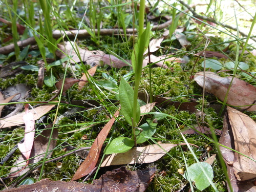 Image of Pterostylis falcata by (c) Kiri Bee, some rights reserved (CC BY)