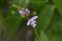 Galearis rotundifolia