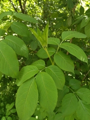 Sambucus nigra