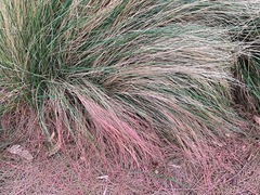 Poa labillardierei labillardierei