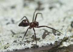 Euryopis episinoides
