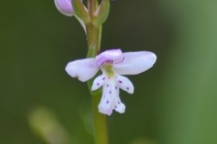 Galearis rotundifolia