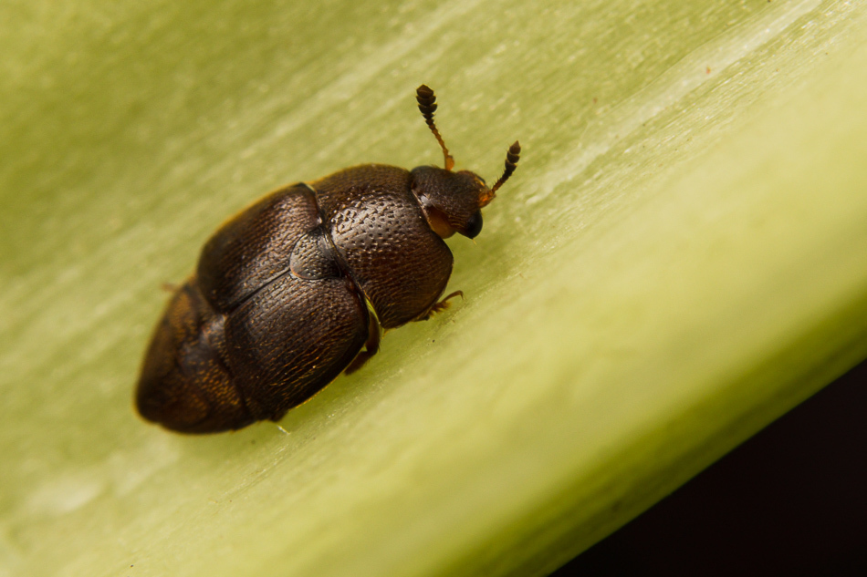 Aethina