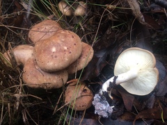 Leucopaxillus eucalyptorum