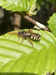 Nomada marshamella