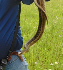 Thamnophis sirtalis semifasciatus