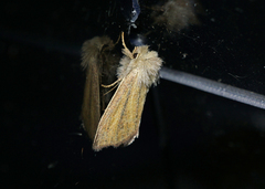 Denticucullus pygmina