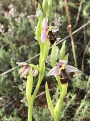 Ophrys scolopax apiformis