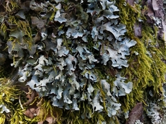 Parmelia submontana