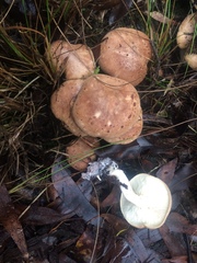 Leucopaxillus eucalyptorum