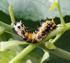 Papilio clytia