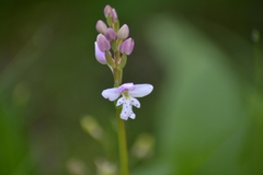 Galearis rotundifolia
