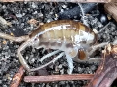 Bellorchestia quoyana