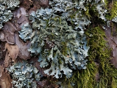 Parmelia submontana