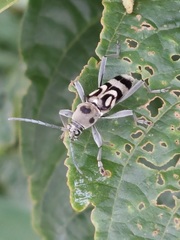 Chlorophorus macaumensis