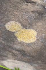 Athallia