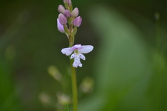 Galearis rotundifolia