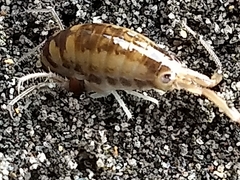 Bellorchestia quoyana