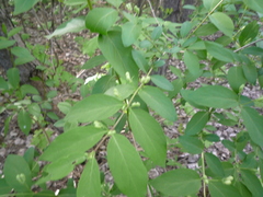 Lonicera × muendeniensis