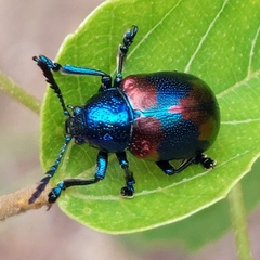Platycorynus undatus