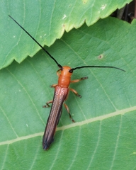 Oberea ferruginea