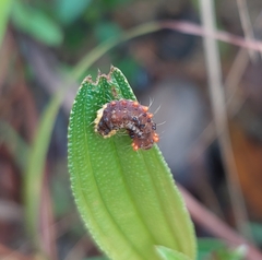 Trypanophora semihyalina