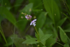 Galearis rotundifolia