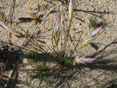 Johnsonia pubescens cygnorum