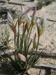 Johnsonia pubescens cygnorum