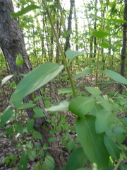 Lonicera × muendeniensis