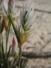 Johnsonia pubescens cygnorum