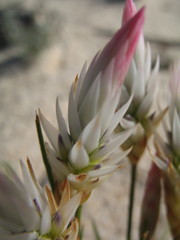 Johnsonia pubescens cygnorum