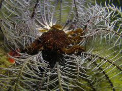 Gymnolophus