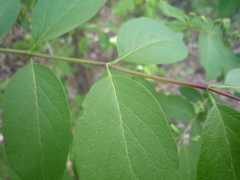 Lonicera × muendeniensis