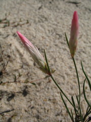 Johnsonia pubescens cygnorum