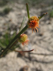 Tersonia cyathiflora