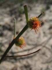 Tersonia cyathiflora
