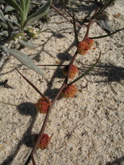 Tersonia cyathiflora