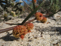Tersonia cyathiflora