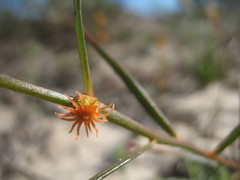 Tersonia cyathiflora