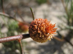 Tersonia cyathiflora