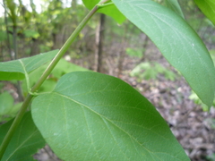 Lonicera × muendeniensis