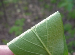 Lonicera × muendeniensis