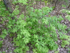 Lonicera × muendeniensis
