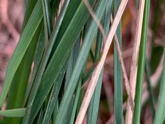 Poa labillardierei labillardierei