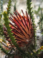 Banksia shuttleworthiana