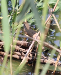 Acrocephalus arundinaceus