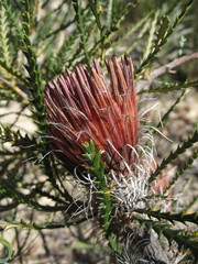 Banksia shuttleworthiana