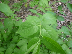 Lonicera × muendeniensis