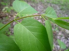 Lonicera × muendeniensis